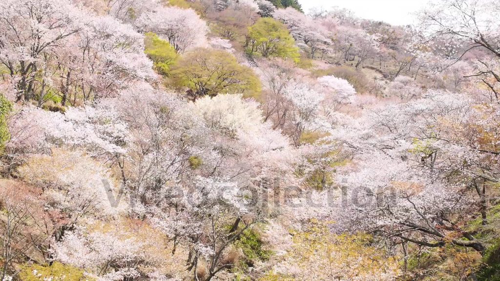 一目千本！ 奈良・吉野山の桜007
