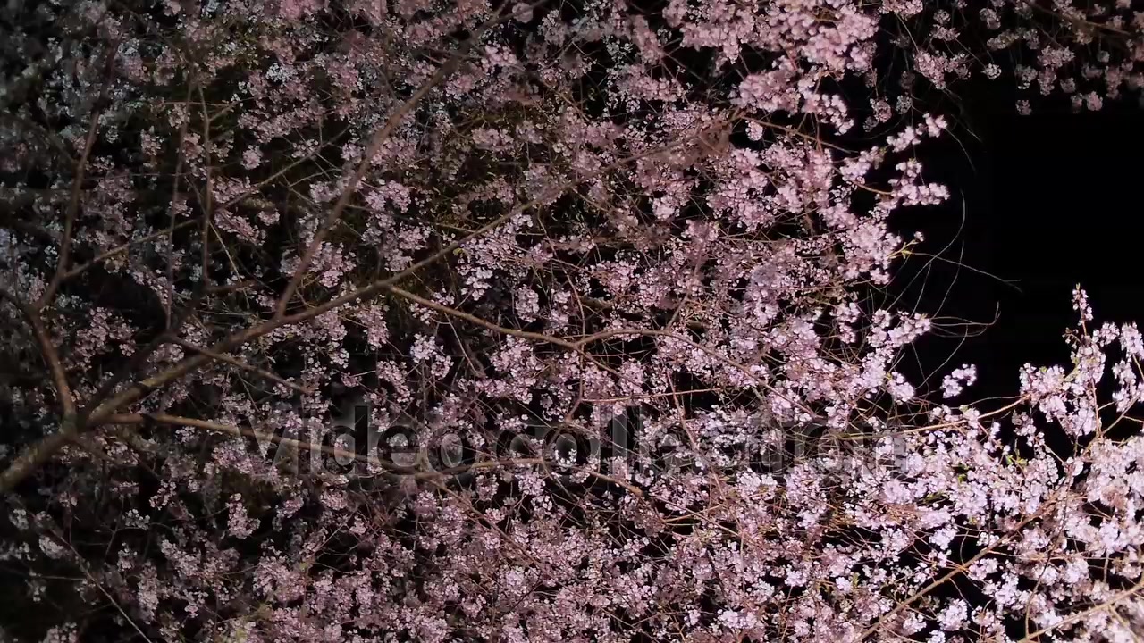 一目千本！ 奈良・吉野山の桜038